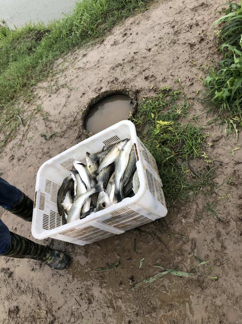 钓场专用，淡水海鲈鱼，海鲈鱼海鲈鱼海鲈鱼