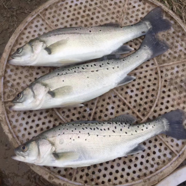 钓场专用，淡水海鲈鱼，海鲈鱼海鲈鱼海鲈鱼