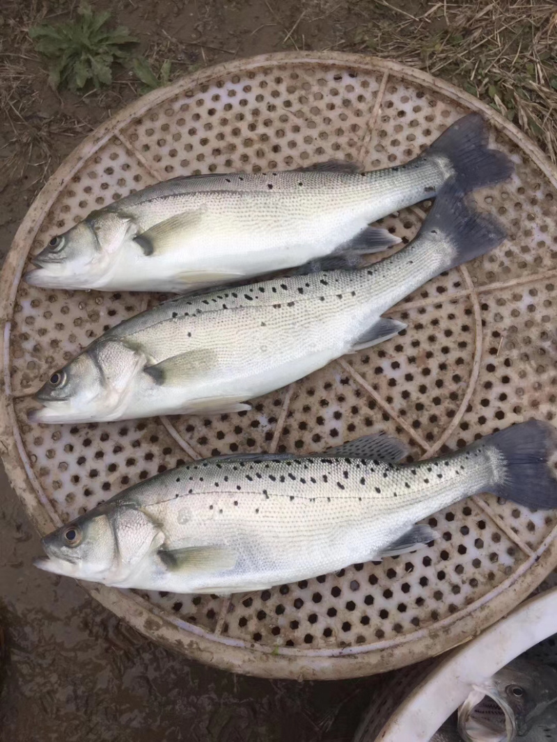 钓场专用，淡水海鲈鱼，海鲈鱼海鲈鱼海鲈鱼