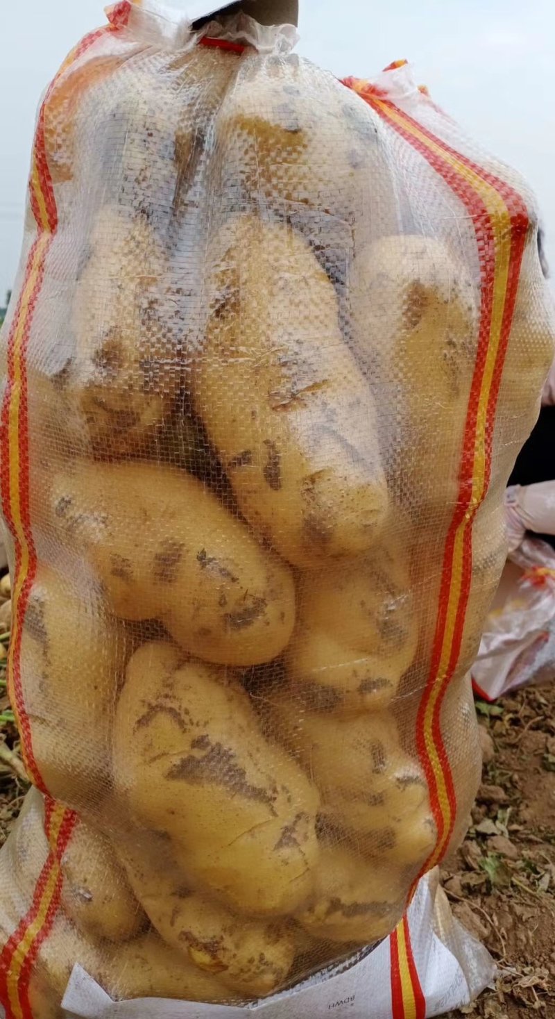 土豆