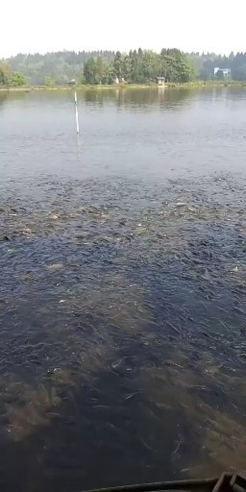 良种青鱼。螺蛳青鱼。生态青鱼