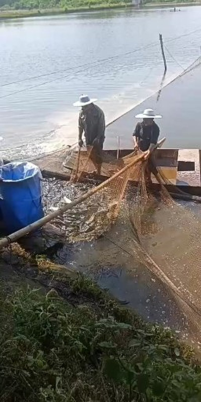 良种青鱼。螺蛳青鱼。生态青鱼