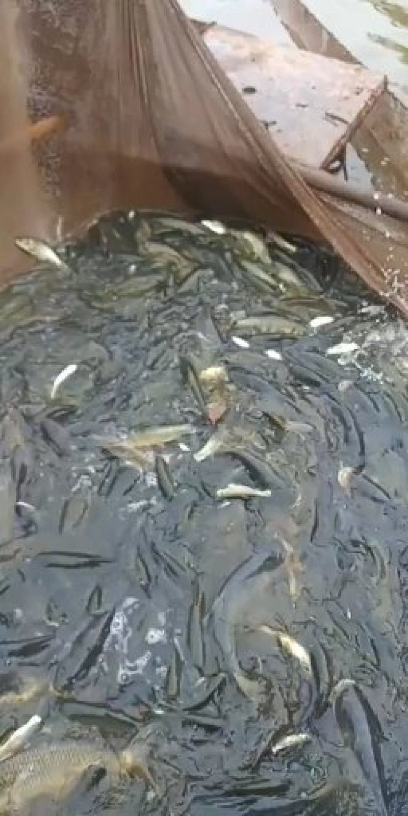 良种青鱼。螺蛳青鱼。生态青鱼