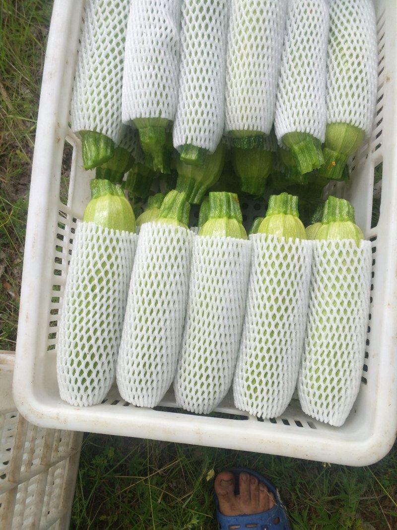 西葫芦