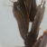 塘虱鱼苗，本地塘虱鱼苗，三黄塘角鱼苗，可高密度养殖，