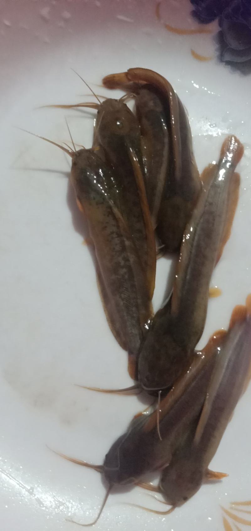 塘虱鱼苗，本地塘虱鱼苗，三黄塘角鱼苗，可高密度养殖，