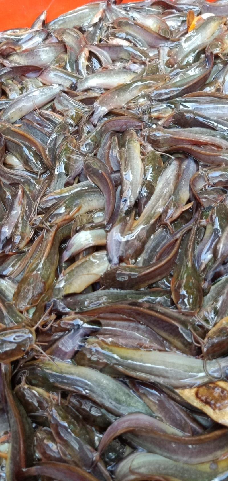 塘虱鱼苗，本地塘虱鱼苗，三黄塘角鱼苗，可高密度养殖，