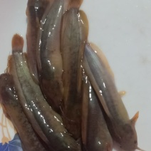 塘虱鱼苗，本地塘虱鱼苗，三黄塘角鱼苗，可高密度养殖，