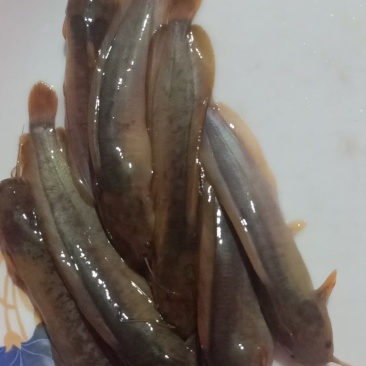 塘虱鱼苗，本地塘虱鱼苗，三黄塘角鱼苗，可高密度养殖，