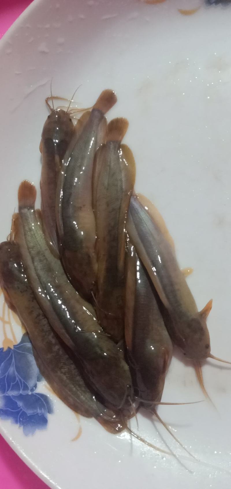 塘虱鱼苗，本地塘虱鱼苗，三黄塘角鱼苗，可高密度养殖，