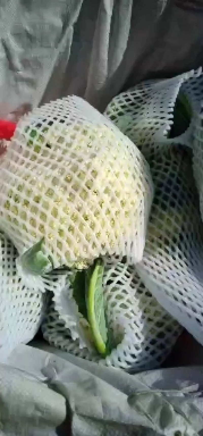 内蒙菜花青梗散花有机花菜80天