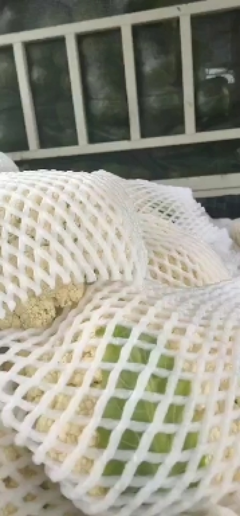 内蒙菜花青梗散花有机花菜80天