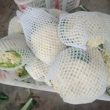 内蒙菜花青梗散花有机花菜80天