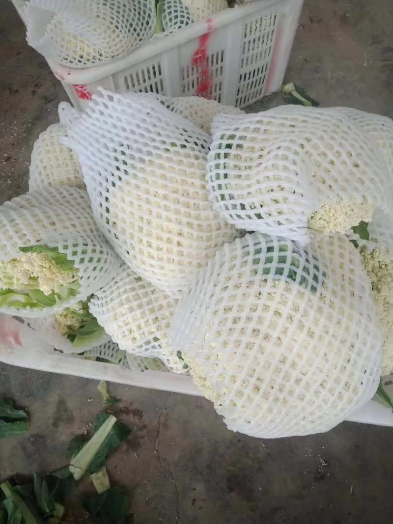 内蒙菜花青梗散花有机花菜80天