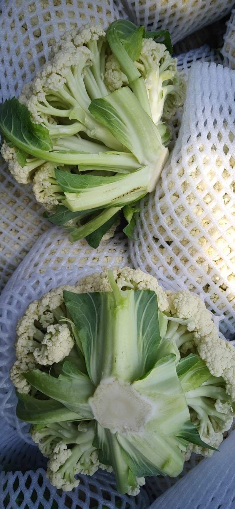 内蒙菜花青梗散花有机花菜80天