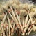 大麦黄金麦穗开业大麦客厅装饰麦穗干花拍摄道具