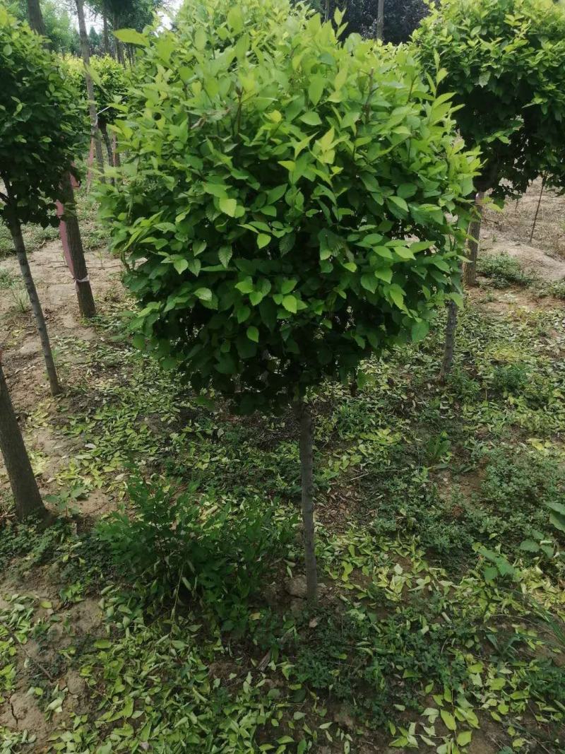金叶榆球矮杆金叶榆球可以看货产地直销