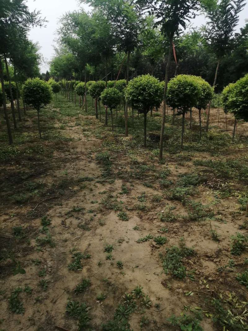 金叶榆球矮杆金叶榆球可以看货产地直销