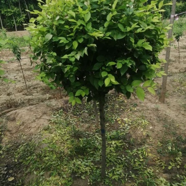 金叶榆球矮杆金叶榆球可以看货产地直销