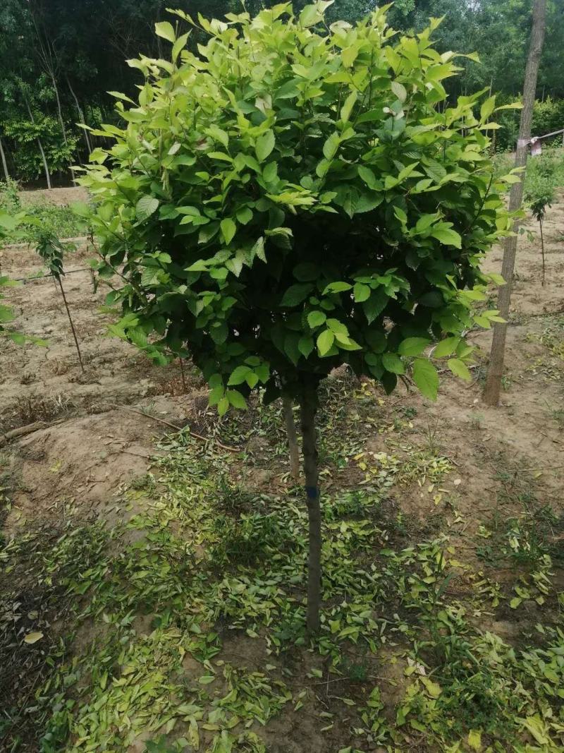 金叶榆球矮杆金叶榆球可以看货产地直销