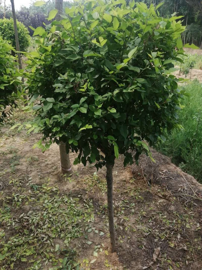 金叶榆球矮杆金叶榆球可以看货产地直销