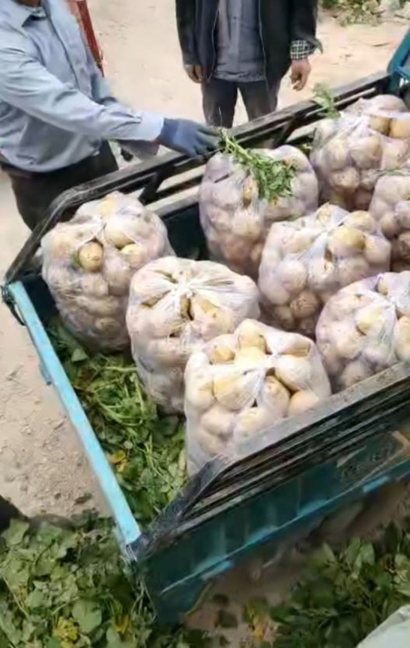 甘肃精品土豆量大质优产地直供欢迎来电咨询洽谈