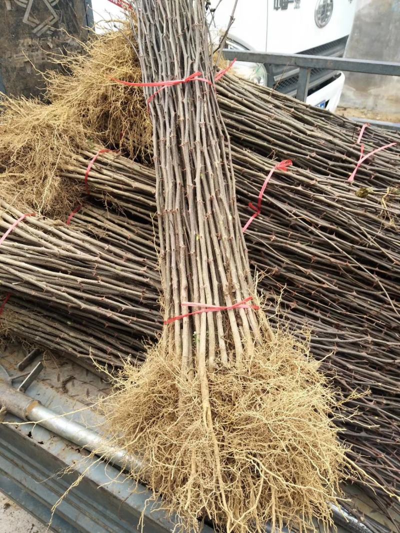 大红袍花椒苗无刺花椒苗狮子头青皮根系发达毛细根多
