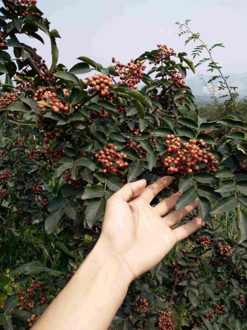 大红袍花椒苗无刺花椒苗狮子头青皮根系发达毛细根多