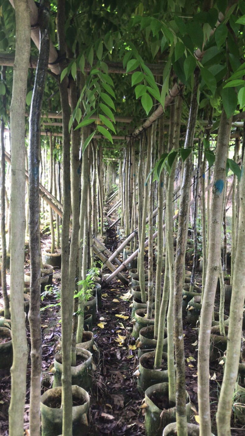 出售黄花梨2-10分，需要老板联系树直漂亮