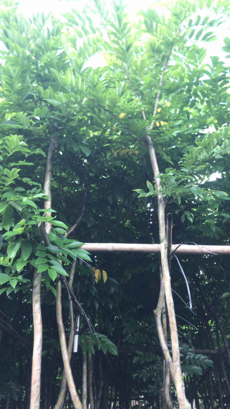 出售黄花梨2-10分，需要老板联系树直漂亮