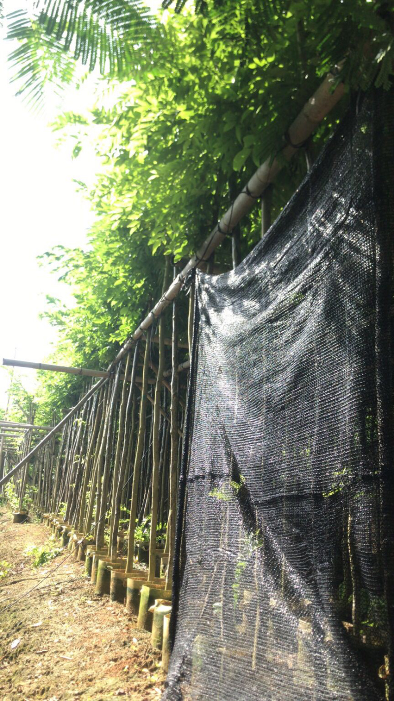 出售黄花梨2-10分，需要老板联系树直漂亮