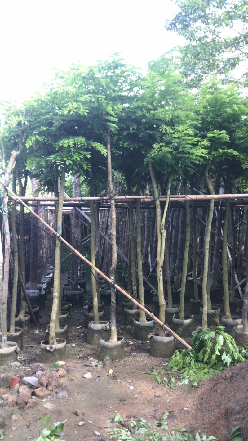 出售黄花梨2-10分，需要老板联系树直漂亮