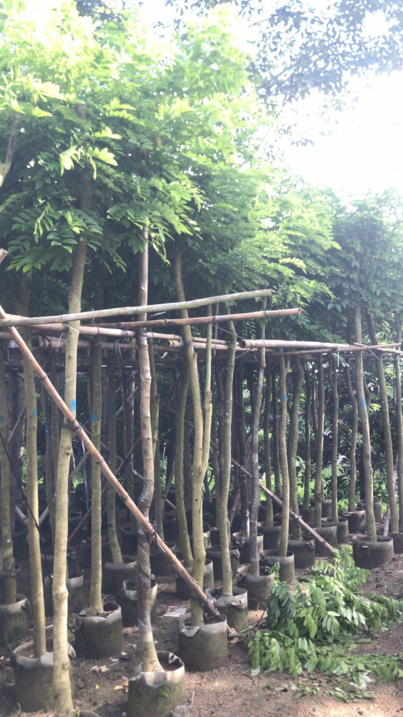 出售黄花梨2-10分，需要老板联系树直漂亮