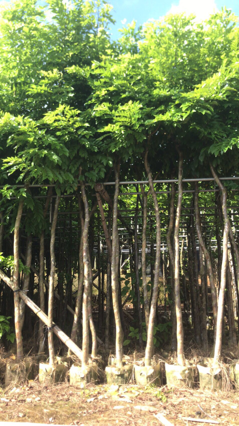 出售黄花梨2-10分，需要老板联系树直漂亮