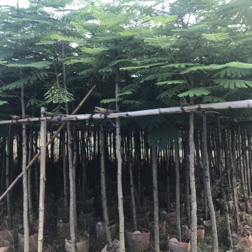 出售大量凤凰木有5-40光杆,骨需要老板联系
