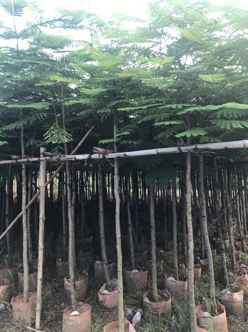 出售大量凤凰木有5-40光杆，骨需要老板联系