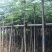 出售大量凤凰木有5-40光杆,骨需要老板联系