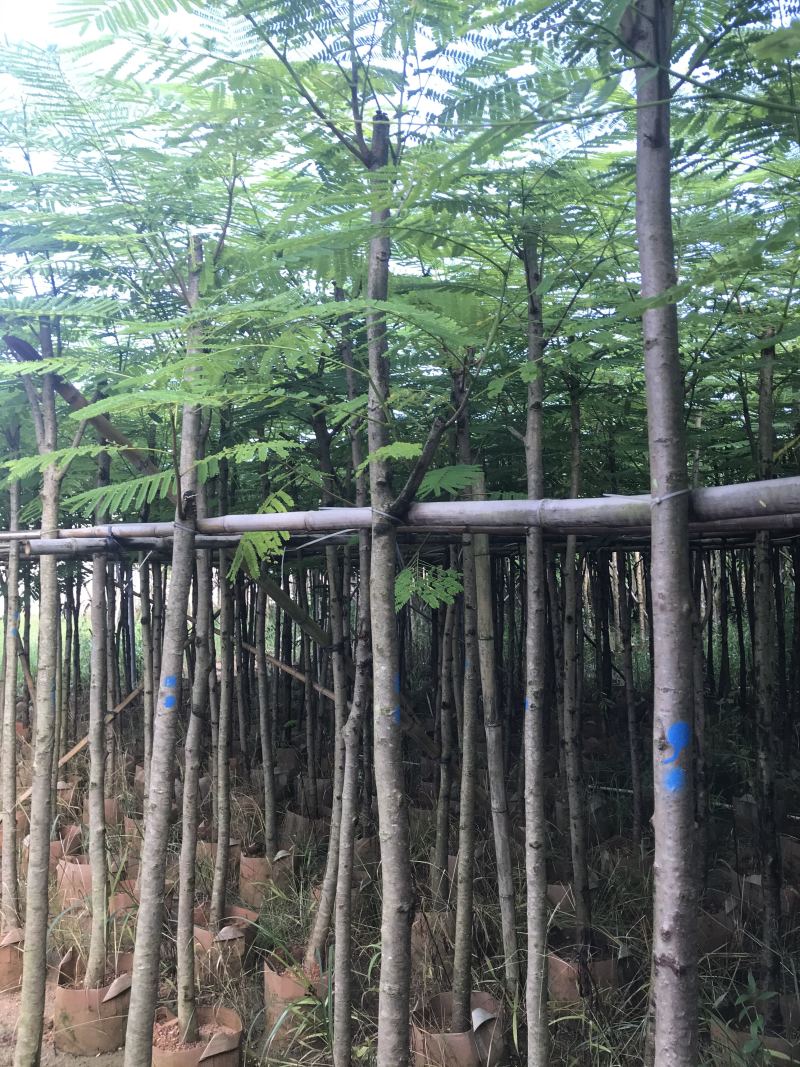 出售大量凤凰木有5-40光杆，骨需要老板联系