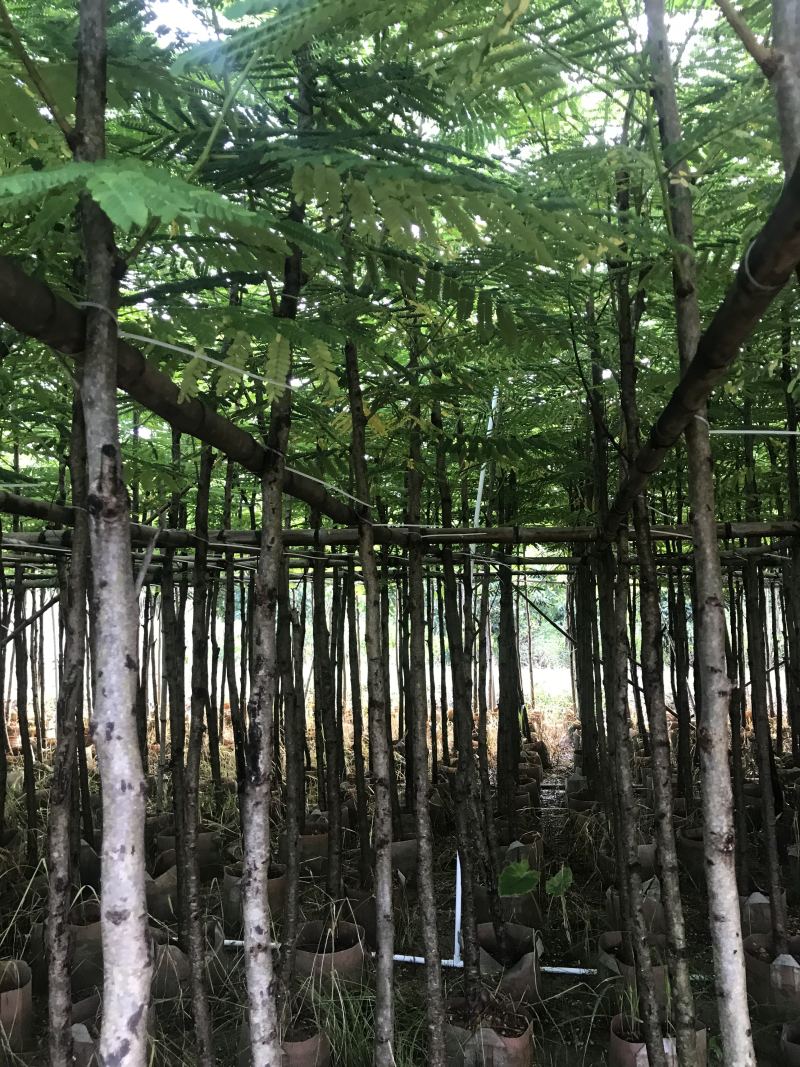 出售大量凤凰木有5-40光杆，骨需要老板联系