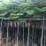 出售大量凤凰木有5-40光杆,骨需要老板联系