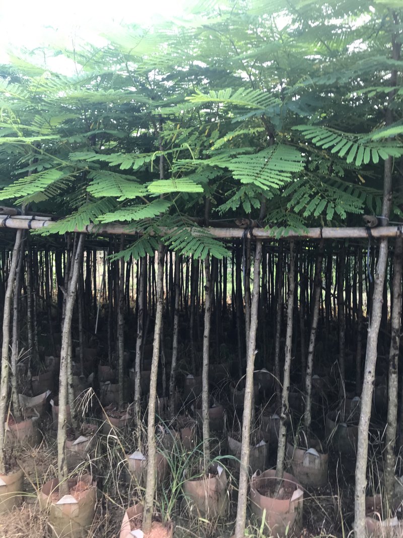 出售大量凤凰木有5-40光杆，骨需要老板联系