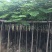 出售大量凤凰木有5-40光杆,骨需要老板联系