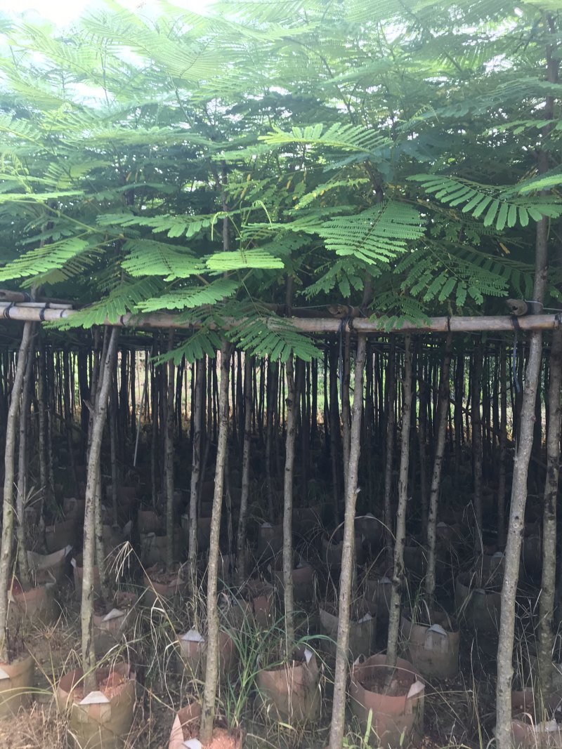 出售大量凤凰木有5-40光杆，骨需要老板联系