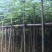 出售大量凤凰木有5-40光杆,骨需要老板联系