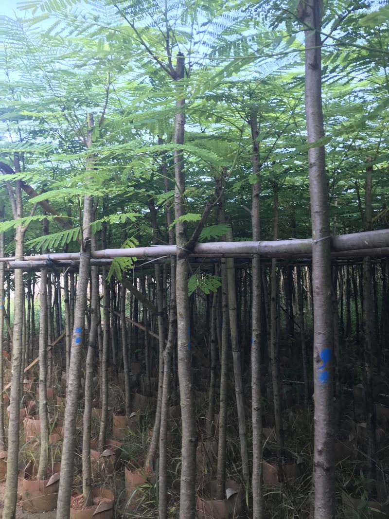 出售大量凤凰木有5-40光杆，骨需要老板联系