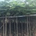 出售大量凤凰木有5-40光杆,骨需要老板联系