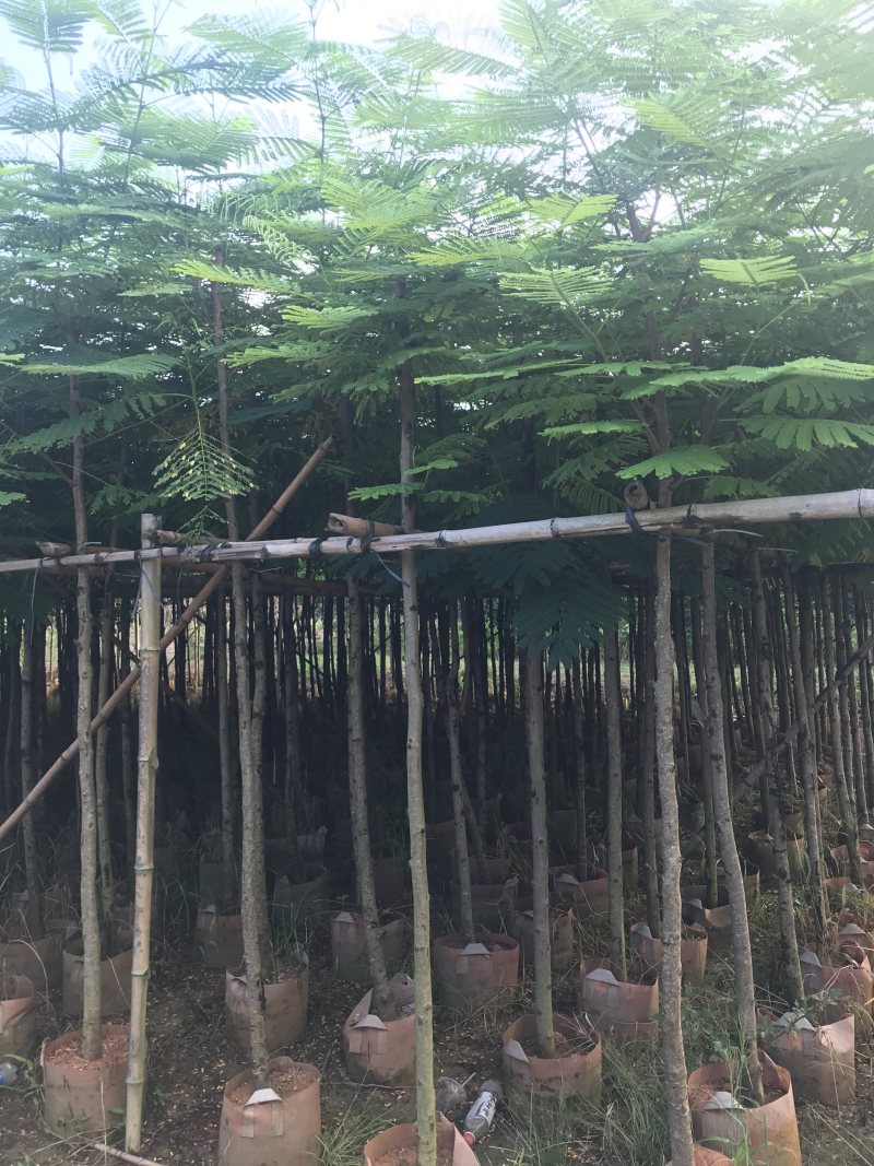 出售大量凤凰木有5-40光杆，骨需要老板联系