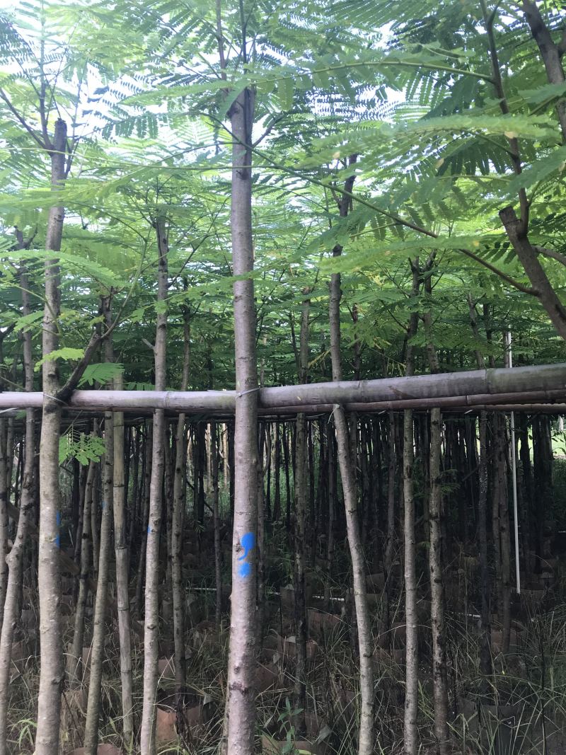 出售大量凤凰木有5-40光杆，骨需要老板联系