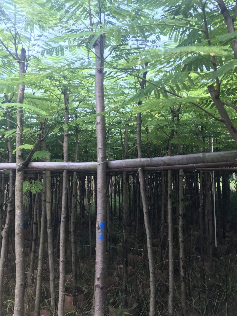 出售大量凤凰木有5-40光杆，骨需要老板联系