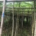 出售大量凤凰木有5-40光杆,骨需要老板联系